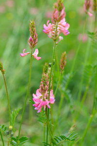 茴香花图片