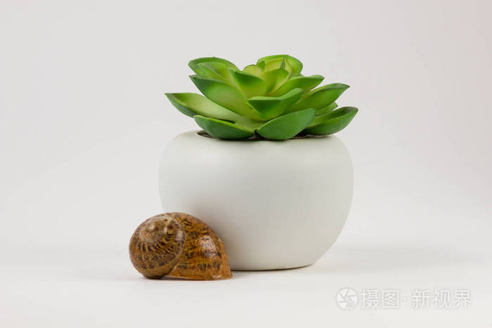 白碗肉质植物与软体动物