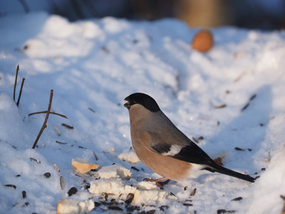 bullfinch 在森林的树枝上