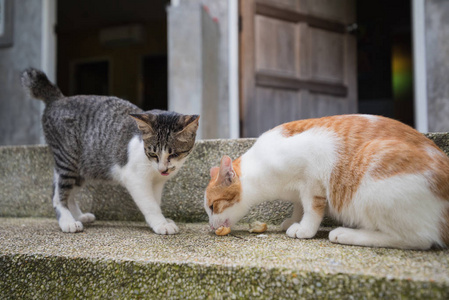 两只猫在地板上吃饭