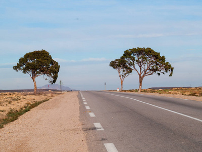 在突尼斯沙漠的道路上, 两棵树的背景