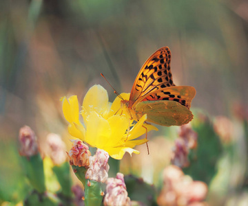 蝴蝶 Argynnis 在仙人掌开花