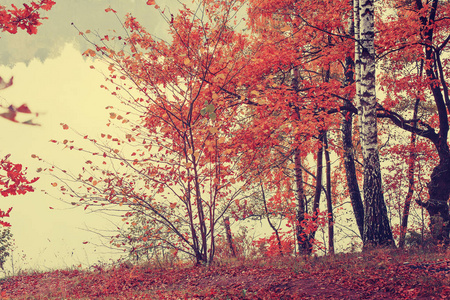 风景秀丽的秋天金黄森林