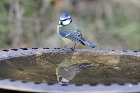 蓝雀，parus 鸢