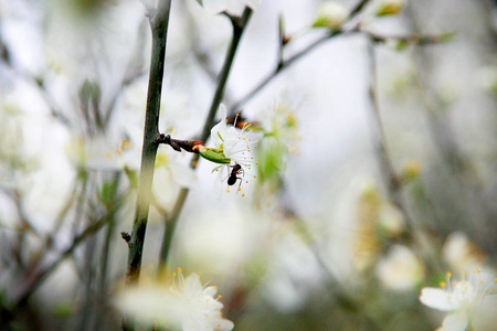 花园里的花树