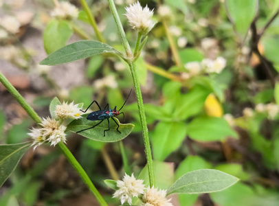 黑红棉着色器虫或马利筋虫。Pyrrhocoridae 或 Lygaeidae 家族, Dysdercus 属