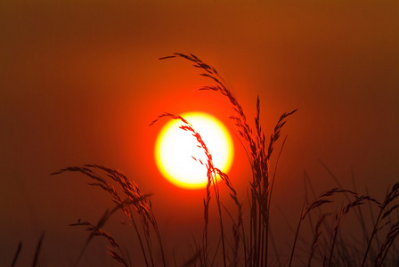 夕阳与小麦
