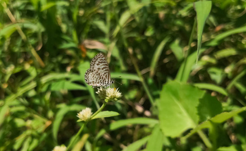 普通或条纹的。Castalius rosimon 或 Taracus 奈良。美丽的白色蝴蝶棕色条纹和明亮的水斑点