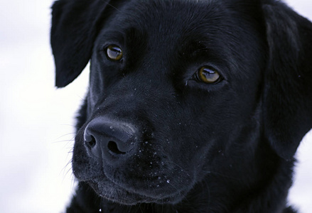 在雪地里的黑色拉布拉多犬