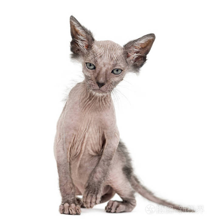 猫咪 Lykoi 猫, 7 周大, 也叫狼人猫坐