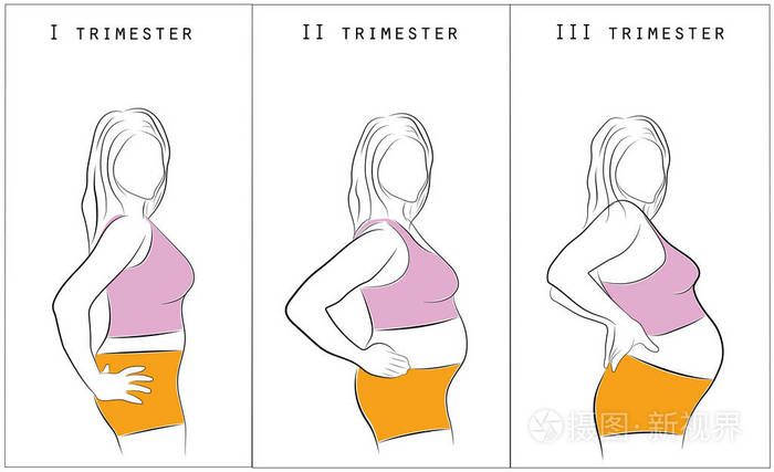 怀孕的女人的身体的变化.怀孕阶段, 孕期, 分娩