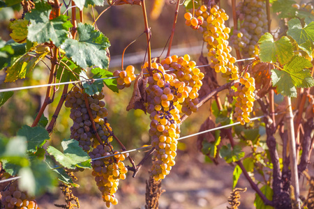 Rkatsiteli 的金黄成熟葡萄在葡萄园在收获之前, Kakheti, 佐治亚