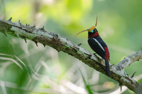 树枝上的黑与红 broadbill Cymbirhynchus macrorhynchos