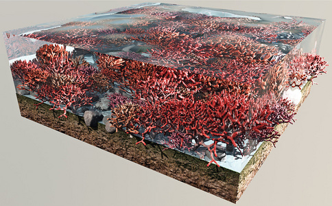 红珊瑚海底节