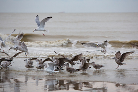 组的海鸟在沙滩上休息图片
