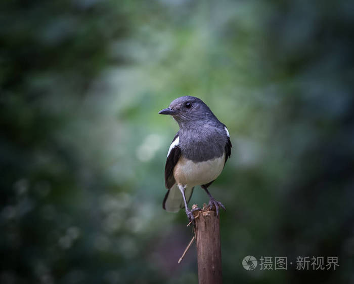 喜鹊知更鸟