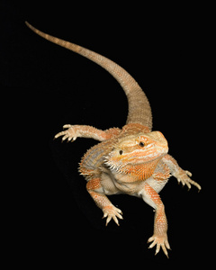 长须龙(pogonavitice ps)照片