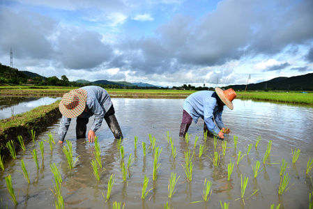 在水稻种植农民工作图片