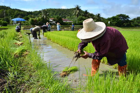在水稻种植农民工作图片
