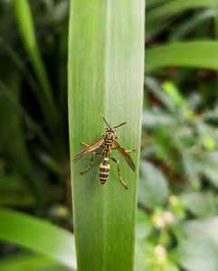 黄色黄蜂的上部看法, 有翅的 hymenopteran 昆虫, 在绿色大叶子与自然背景