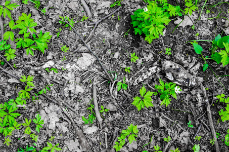 小动物的骨架, 狐狸, 在森林中的草地上的地面上照片