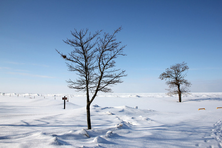 雪和冰覆盖景观树木