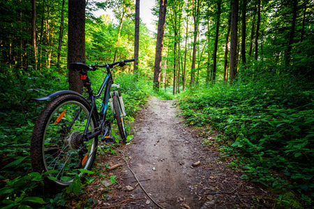 山地自行车在森林里