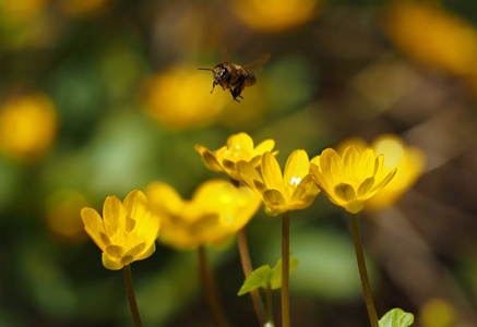 蜜蜂飞越明亮的黄色花朵在草地上的太阳