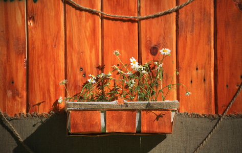 在一个棕色的罐在一个木制的背景的白色雏菊