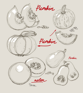 矢量手绘制漂亮的南瓜