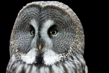 灰色的鵟鹰图片