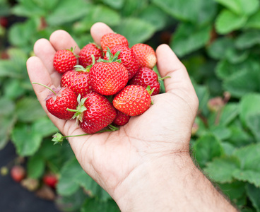 在一个人的手中的草莓果实