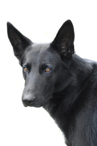 牧羊犬黑白色图片