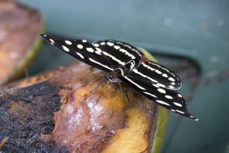 limenitis 卡米拉