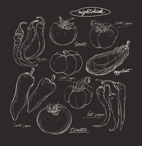 现实的向量手绘图集的蔬菜