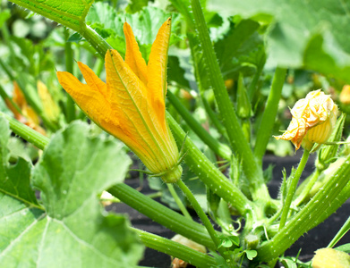叫西葫芦开花的植物照片