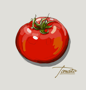 矢量手绘图多汁的西红柿照片