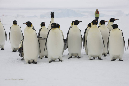 南极皇帝企鹅队在晴朗的一天特写