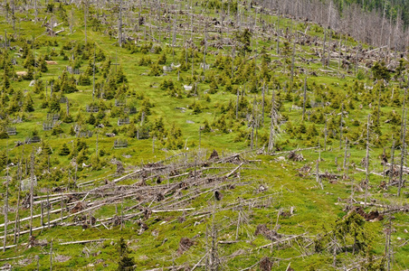 树皮甲虫和飓风毁坏森林图片