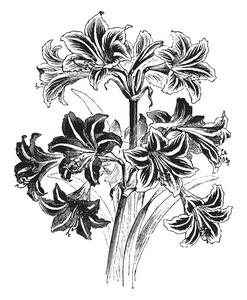 图像显示混合 Hippeastrums。它们通常有大肉质的鳞茎和高大的阔叶, 一般常青, 和大红色或紫色的花朵, 复古线条画或雕