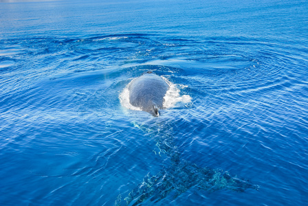驼背鲸在赫维湾，昆士兰州，澳大利亚