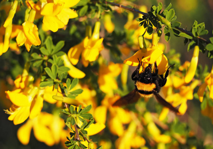 大黄蜂在花园的黄色花朵和喝花蜜