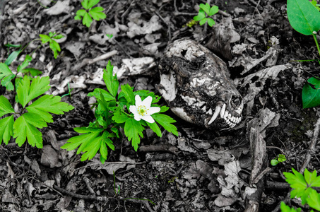 小动物的骨架, 狐狸, 在森林中的草地上的地面上照片