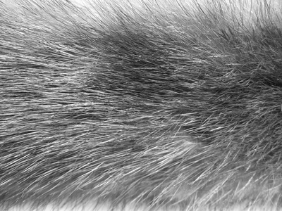 时装业的真正的动物皮毛纹理照片