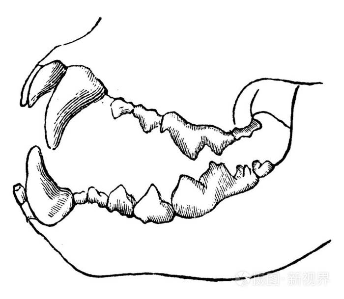 画出食肉动物的门齿图片