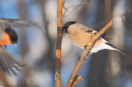 bullfinch 在森林的树枝上