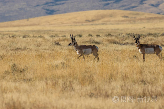 一双叉角羚羚羊雄鹿在草原上
