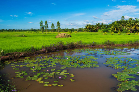 稻田和蓝天的莲花池塘照片