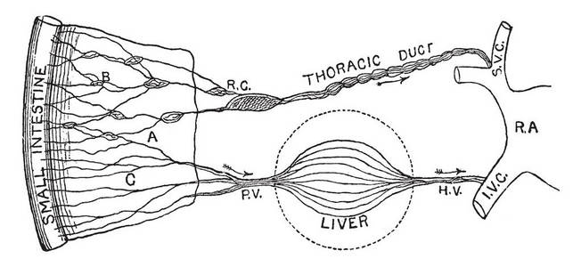 此图代表肠道吸收, 复古线绘制或雕刻插图