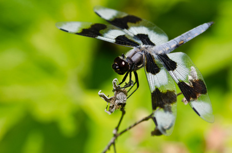 蜻蜓栖息在树枝的结尾图片